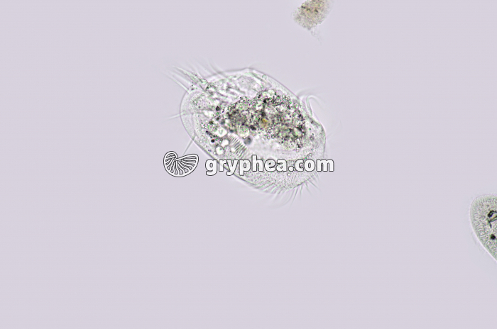 Stylonichia x25 - gryphea.com